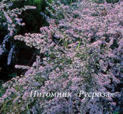 Астра бокоцветковая "Lady in Black" (Aster  lateriflorus)