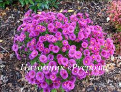 Астра кустарниковая "Starlight" (Symphyotrichum dumosum)