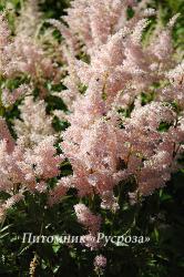 Астильба японская "Europa" (Astilbe japonica)