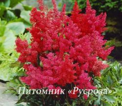 Астильба Арендса "Granat" (Astilbe arendsii)