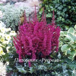 Астильба китайская "Vision in Red" (Astilbe chinensis)