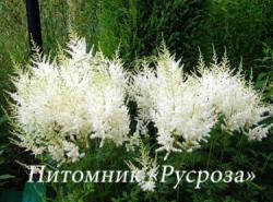 Астильба Арендса "Diamant" (Astilbe arendsii)