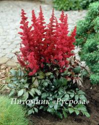 Астильба Арендса "Fanal" (Astilbe arendsii)