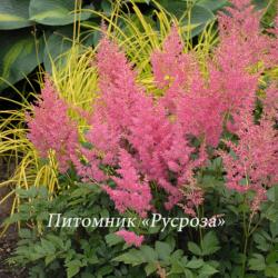 Астильба японская "Rheinland" (Astilbe japonica)