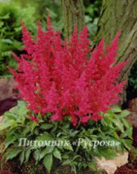 Астильба японская "Montgommery" (Astilbe japonica)