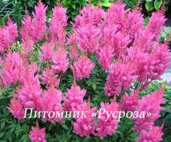 Астильба Арендса "Gloria Purpurea" (Astilbe arendsii)