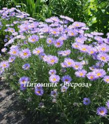 Астра альпийская (Aster alpinus)