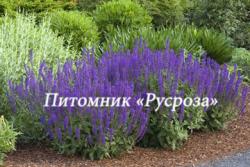 Баптизия южная (Baptisia australis)