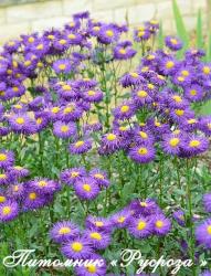 Мелколепестник "Sommerabend" (Erigeron hybride)