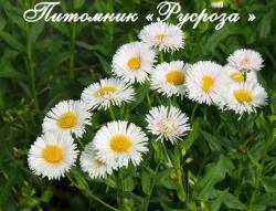 Мелколепестник "Professor Korodil" (Erigeron hybride)