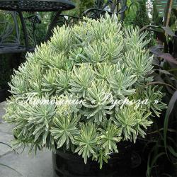 Молочай "Silver Swan" (Euphorbia characias)