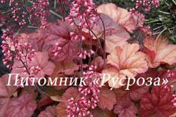 Гейхера "Apricot" (Heuchera hybride)