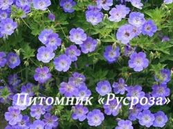 Герань "Rozanne" (Geranium hybride)