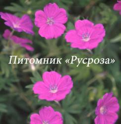 Герань кроваво-красная "New Hampshire Purple" (Geranium sanguineum)