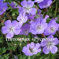 Герань "Azure Rush" (Geranium hybride)