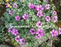 Герань пепельная "Ballerina" (Geranium cinereum)