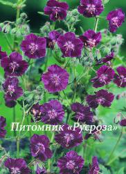 Герань тёмно-бурая "Samobor" (Geranium phaeum)