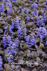 Живучка ползучая "Black Scallop" (Ajuga reptans)