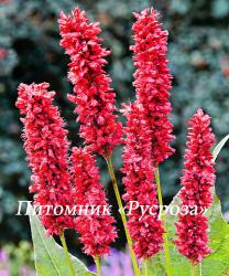 Горец свечевидный "Fat Domino" (Persicaria amplexicaulis)