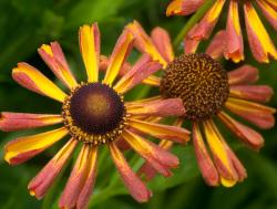 Гелениум осенний "Loysder Wieck" (Helenium autumnale)