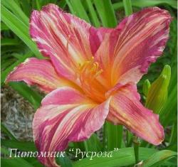 Лилейник "Pink Stripes" (Hemerocallis)