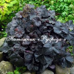 Гейхера "Obsidian" (Heuchera hybride)