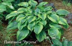 Хоста "Alex Summers" (Hosta)