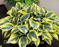 Хоста "Ben Vernooij" (Hosta)