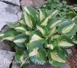 Хоста "Chain Lightning" (Hosta)