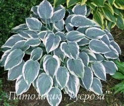 Хоста "El Nino" (Hosta (Tardiana Group)