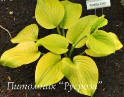 Хоста "Tortilla Chip" (Hosta)