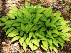 Хоста "Twist of Lime" (Hosta)