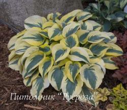 Хоста "Autumn Frost" (Hosta)