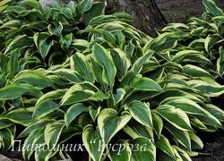 Хоста "Bobcat" (Hosta)