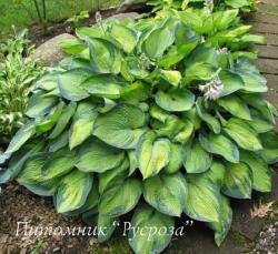 Хоста "Bright Lights" (Hosta tokudama)