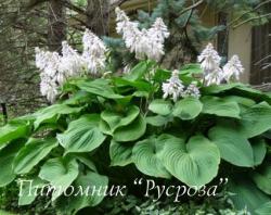 Хоста "Empress Wu" (Hosta)