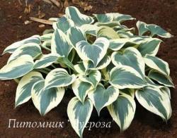 Хоста "Firn Line" (Hosta)