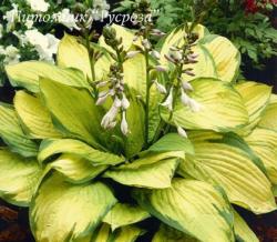 Хоста "Gold Standard" (Hosta)