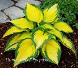 Хоста "Orange Marmelade" (Hosta)