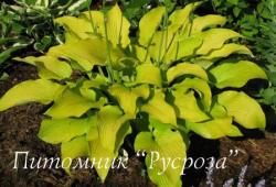 Хоста "Sun" (Hosta)