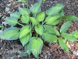 Хоста "Tick Tock" (Hosta)