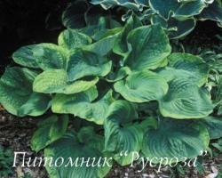 Хоста "Titanic" (Hosta)