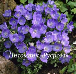 Колокольчик карпатский "Blaue Clips" (Campanula carpatica)