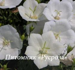 Колокольчик карпатский "Weisse Clips" (Campanula carpatica)