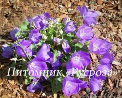 Колокольчик карпатский "Perla Blue" (Campanula carpatica)