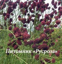 Кровохлебка малая (Sanguisorba minor)