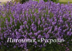 Лаванда узколистная "Dwarf Blue" (Lavandula angustifolia)