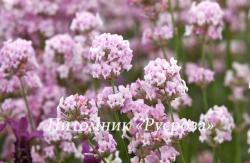 Лаванда узколистная "Rosea" (Lavandula angustifolia)