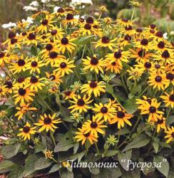 Рудбекия блестящая "Little Goldstar" (Rudbeckia fulgida)