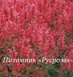 Лофант "Kudos Coral" (Agastache)